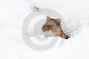 Striped field mouse apodemus agrarius in hole