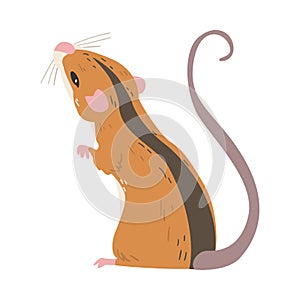 Striped Field Mouse as Small Rodent with Long Tail Standing Back View Vector Illustration