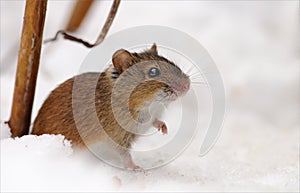 Striped field mouse sits snow