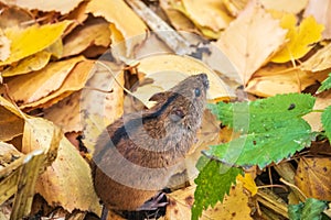 The striped field mouse sits among yellow leaves in autumn forest