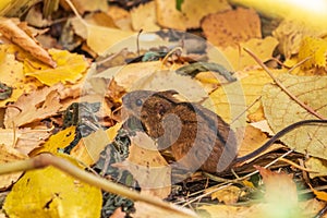 The striped field mouse sits among yellow leaves in autumn forest