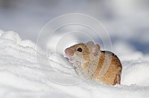 Striped Field Mouse in snow