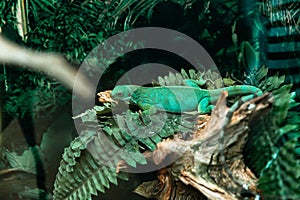 Striped Fijian iguana, lat. Brachylophus fasciatus,listed on the IUCN Red list