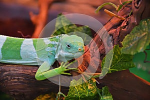 Striped Fijian iguana Latin. Brachylophus fasciatus