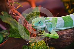 Striped Fijian iguana Latin. Brachylophus fasciatus