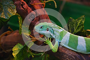 Striped Fijian iguana Latin. Brachylophus fasciatus