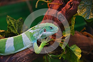 Striped Fijian iguana Latin. Brachylophus fasciatus