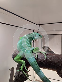 striped Fijian iguana, reptile in a terrarium