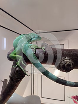 striped Fijian iguana, reptile in a terrarium