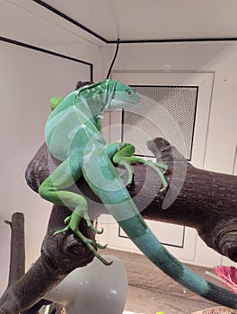 striped Fijian iguana, reptile in a terrarium