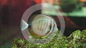 striped fish in the aquarium