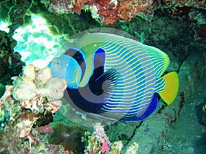 Striped fish butterfly