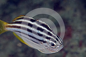Striped fish photo