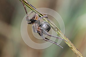 striped fishing spider (Dolomedes striatus)