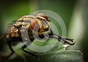 Striped fly