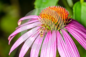 Striped fly sits on an echinacea flower