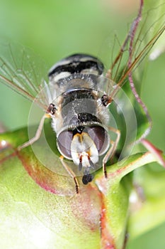 Striped fly Syrphidae - hoverfly collecting nectar from peony in the garden