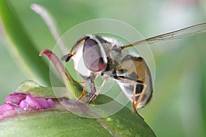 Striped fly Syrphidae - hoverfly collecting nectar from peony in the garden