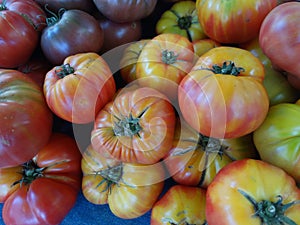 Striped German tomato, Solanum lycopersicum Striped German