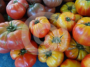 Striped German tomato, Solanum lycopersicum Striped German