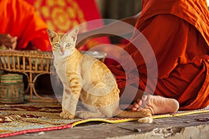 A cat and Laotian buddhist novice monk photo