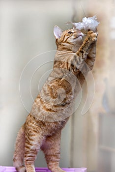 Striped ginger cat standing on its hind legs