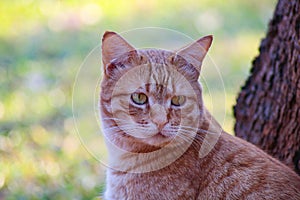 Striped ginger tom cat looking curious in the garden