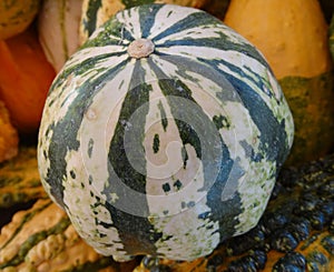 Striped gourd, Cucurbita pepo