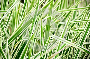 Striped grass closeup 0656