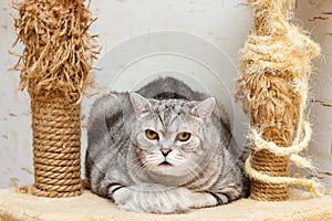 Striped gray british cat sitting between two used scratching post with ragged parts