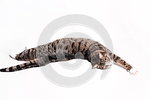 Striped gray-brown cat lies, stretches, relaxes