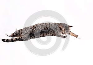 Striped gray-brown cat lies, stretches, relaxes