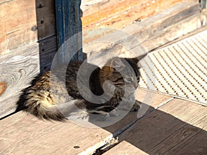 Striped gray cat on old wooden terrace in sunny day