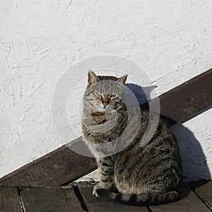 Striped gray cat sits near the white uneven wall