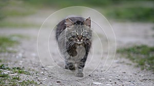 Striped, gray, and fluffy cat walking on a rural road on the evening.