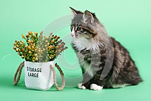 striped gray Kuril bobtail kitten close up photo on green background