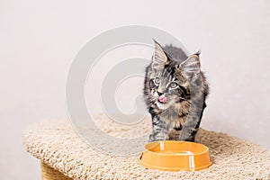 Striped gray Maine Coon kitten sits in front of bowl of food and licks its lips with pleasure