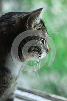 Striped, gray tabby cat sitting on the green background on the window.