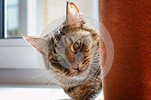 Striped gray with a yellow cat lying on the windowsill behind the curtain and basking in the sun