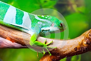 Striped green lizard on the tree in the forest