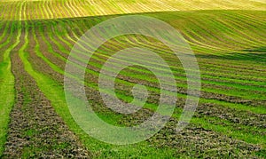 Striped cut field photo