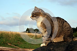 Striped, grey cat sitting on tractor