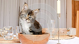 Striped Grey Kitten lies in a wooden plate on the kitchen table. Cute Little Grey Cat observes. Cute funny home pets