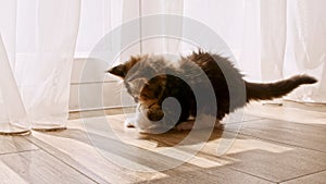 Striped Grey Kitten playing with ball in the sunlight. Cat playing on the floor in the sunlight with toys. Cute funny