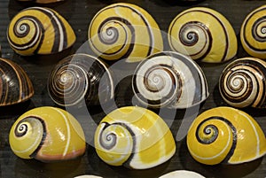 Striped Ground snails