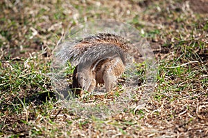 Striped ground squirrel, Euxerus erythropus