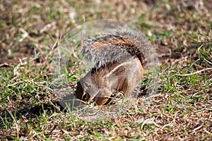 Striped ground squirrel, Euxerus erythropus