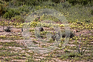 Striped Ground Squirrel family, Xerus erythropus on the blooming desert of Kalahari, South Africa