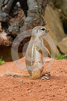 Striped Ground Squirrel (Paraxerus flavovittis)