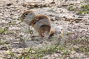 Striped Ground Squirrel, Xerus erythropus on the blooming desert of Kalahari, South Africa